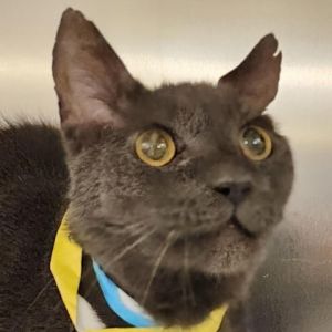Meet Old Blue a distinguished 8-year-old grey male cat Old Blue exudes wisdom and grace with a se