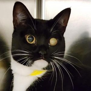 Meet Fergie a delightful 3-year-old black and white female cat Fergie is a charming and affectiona