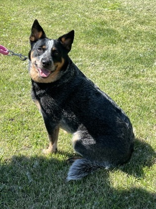 Frannie, an adoptable Cattle Dog, Mixed Breed in Fergus Falls, MN, 56537 | Photo Image 1