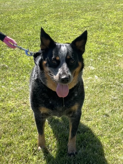 Frannie, an adoptable Cattle Dog, Mixed Breed in Fergus Falls, MN, 56537 | Photo Image 2