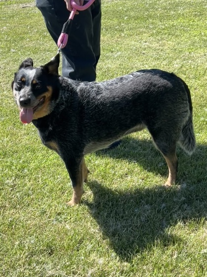 Frannie, an adoptable Cattle Dog, Mixed Breed in Fergus Falls, MN, 56537 | Photo Image 3