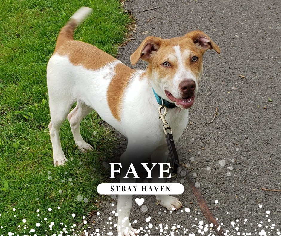 Dog for adoption - Faye, a Hound Mix in Waverly, NY | Petfinder