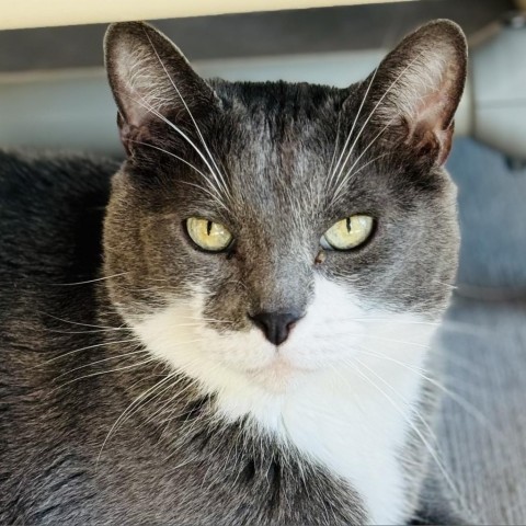 Arnold, an adoptable Domestic Short Hair in Redwood Valley, CA, 95470 | Photo Image 1