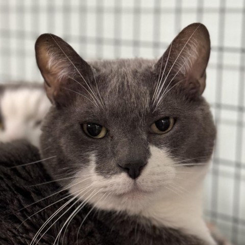 Arnold, an adoptable Domestic Short Hair in Redwood Valley, CA, 95470 | Photo Image 3