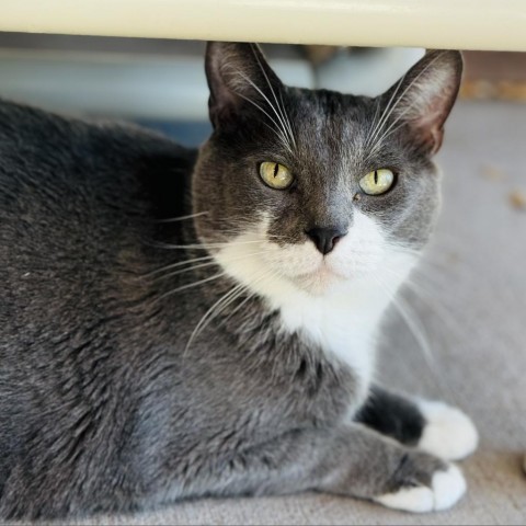 Arnold, an adoptable Domestic Short Hair in Redwood Valley, CA, 95470 | Photo Image 4