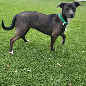 Glitter, Adult Female Border Collie