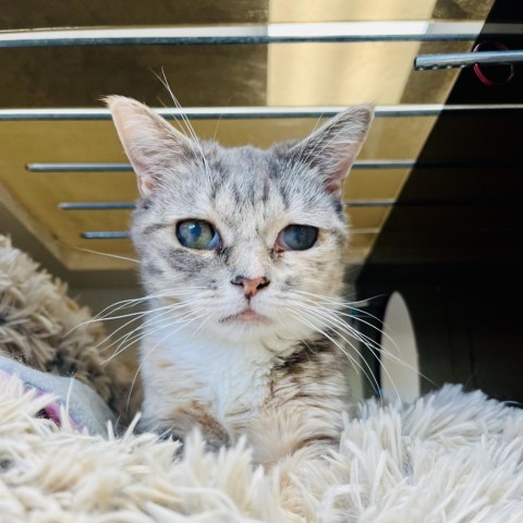 Francis, an adoptable Domestic Short Hair in Park City, UT, 84098 | Photo Image 1