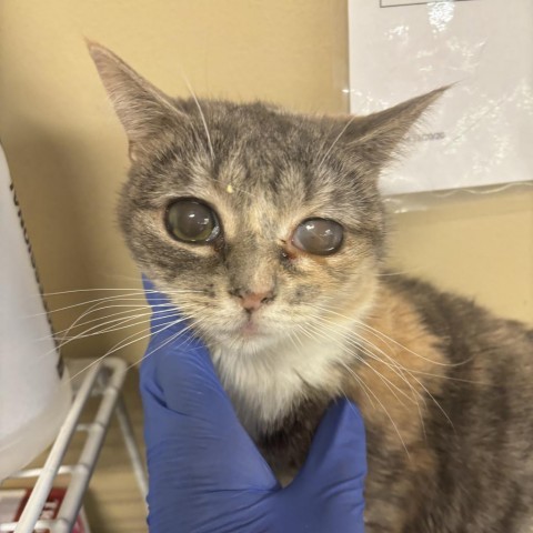 Francis, an adoptable Domestic Short Hair in Park City, UT, 84098 | Photo Image 2