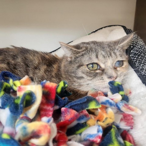 Francis, an adoptable Domestic Short Hair in Park City, UT, 84098 | Photo Image 3