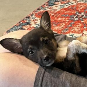 Troy Chihuahua Dog