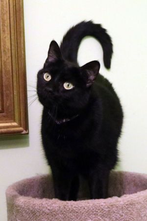 Harriet is a very low key sweet affectionate kitty She likes spending time with our volunteers an
