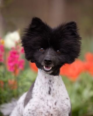 Rocket, an adoptable Pomeranian, Spitz in Chester, CT, 06412 | Photo Image 4