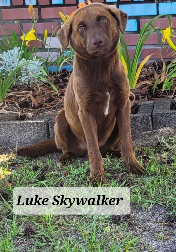 Luke Skywalker