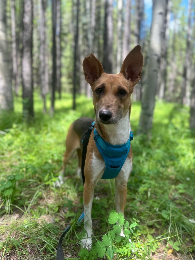 Lindy, an adoptable Terrier in Calgary, AB, T3S 0C5 | Photo Image 6