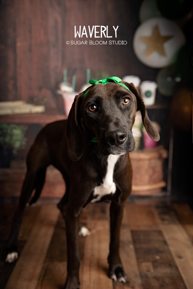 Waverly, an adoptable Beauceron in Littleton, CO, 80126 | Photo Image 1