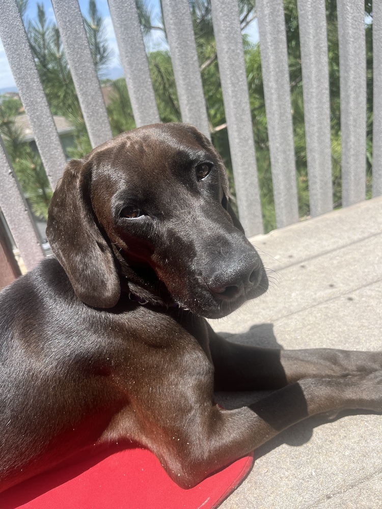 Waverly, an adoptable Beauceron in Littleton, CO, 80126 | Photo Image 2