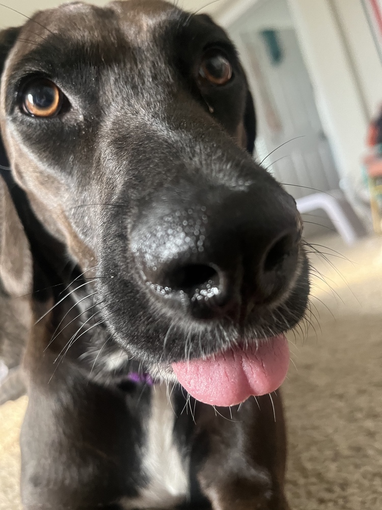 Waverly, an adoptable Beauceron in Littleton, CO, 80126 | Photo Image 4