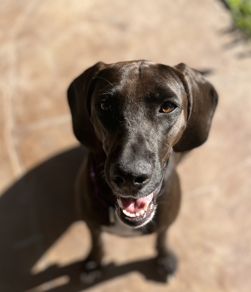 Waverly, an adoptable Beauceron in Littleton, CO, 80126 | Photo Image 5