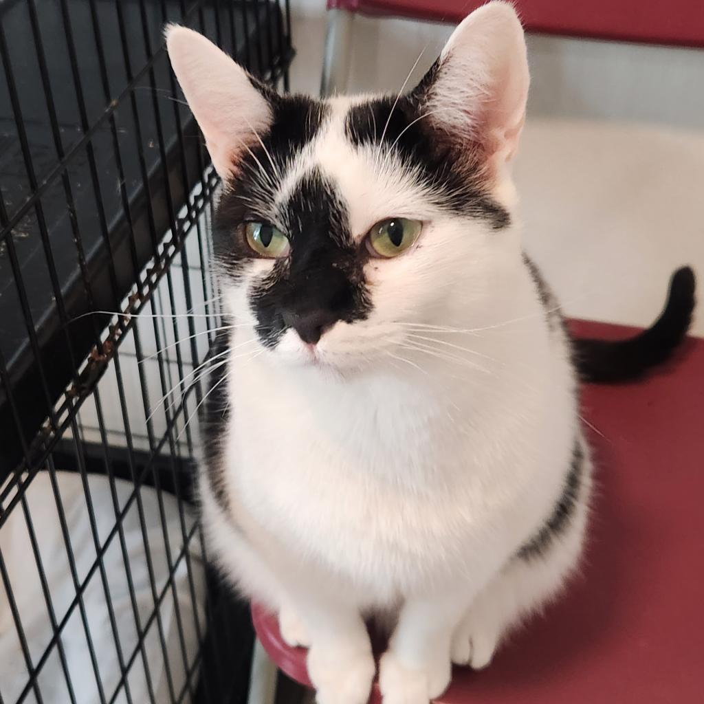 Uh-Huh, an adoptable Domestic Short Hair in Brighton, MO, 65617 | Photo Image 1