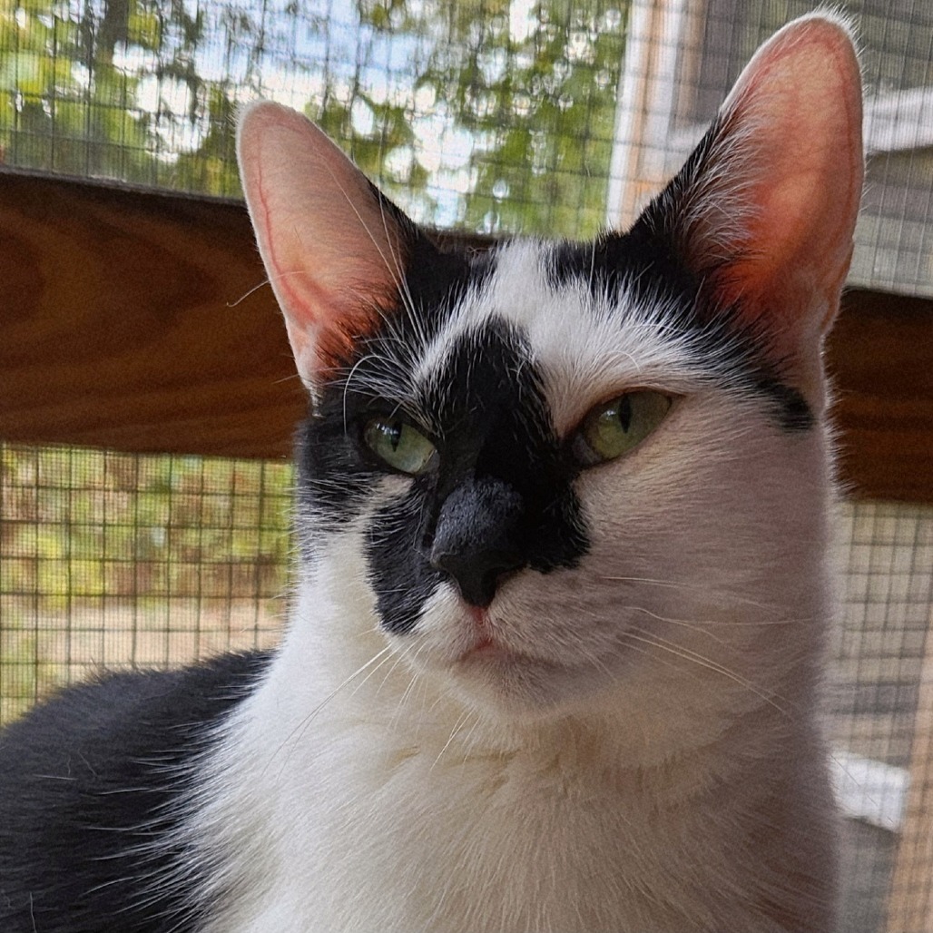 Uh-Huh, an adoptable Domestic Short Hair in Brighton, MO, 65617 | Photo Image 1