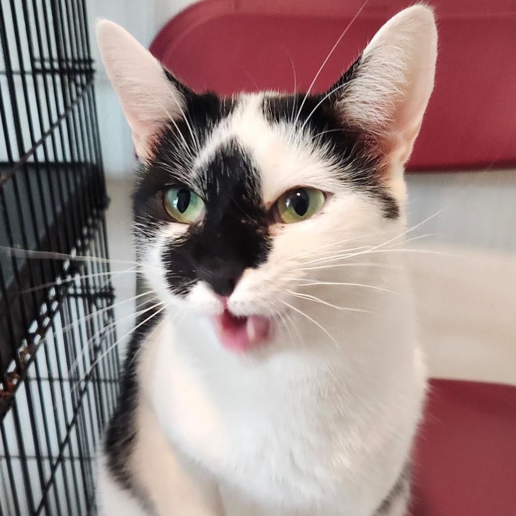 Uh-Huh, an adoptable Domestic Short Hair in Brighton, MO, 65617 | Photo Image 2