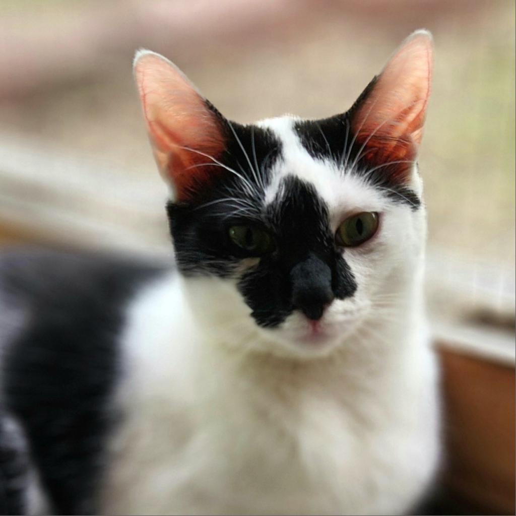 Uh-Huh, an adoptable Domestic Short Hair in Brighton, MO, 65617 | Photo Image 3
