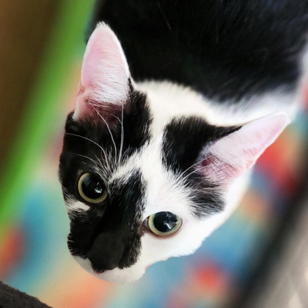 Uh-Huh, an adoptable Domestic Short Hair in Brighton, MO, 65617 | Photo Image 4