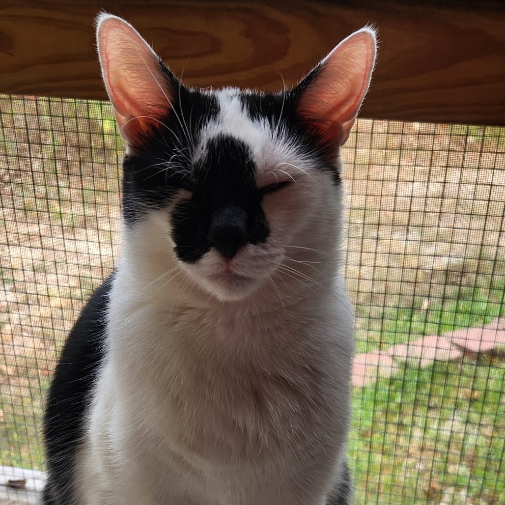 Uh-Huh, an adoptable Domestic Short Hair in Brighton, MO, 65617 | Photo Image 6