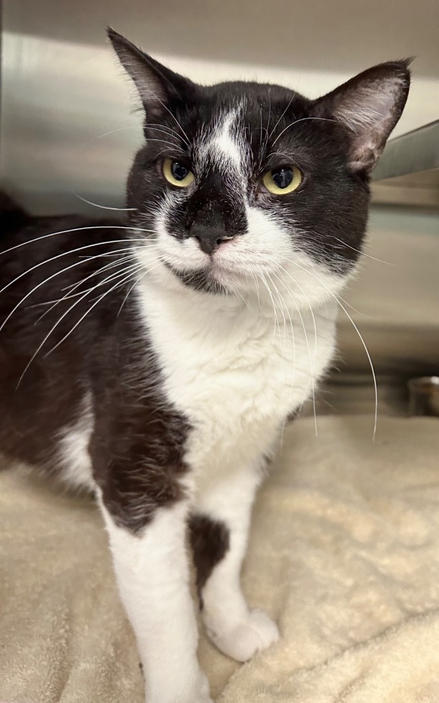 Hurley, an adoptable Domestic Short Hair in Great Bend, KS, 67530 | Photo Image 1