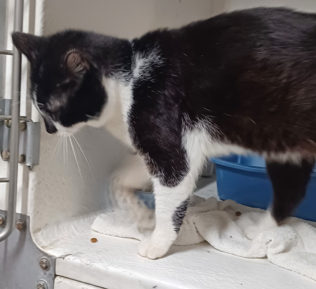 Hurley, an adoptable Domestic Short Hair in Great Bend, KS, 67530 | Photo Image 2