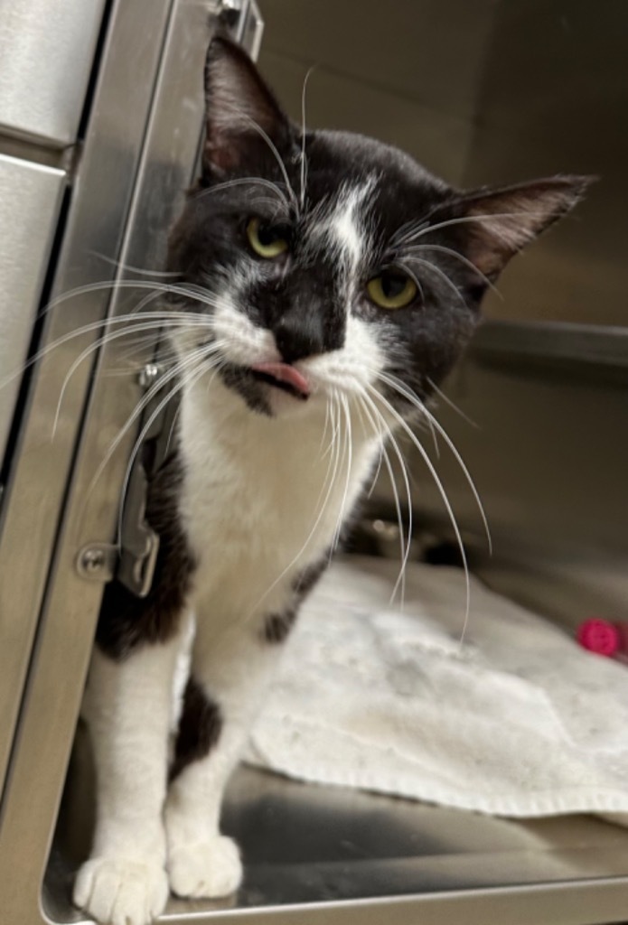 Hurley, an adoptable Domestic Short Hair in Great Bend, KS, 67530 | Photo Image 3