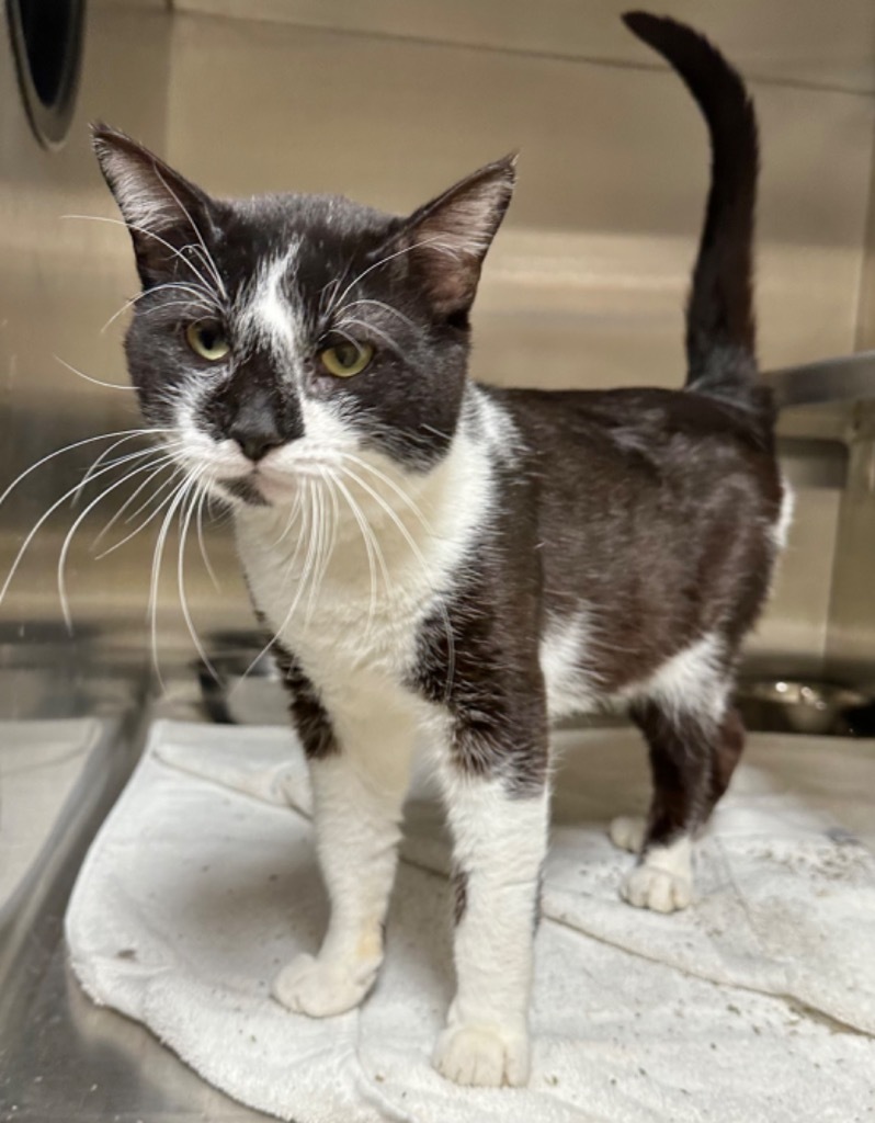 Hurley, an adoptable Domestic Short Hair in Great Bend, KS, 67530 | Photo Image 4