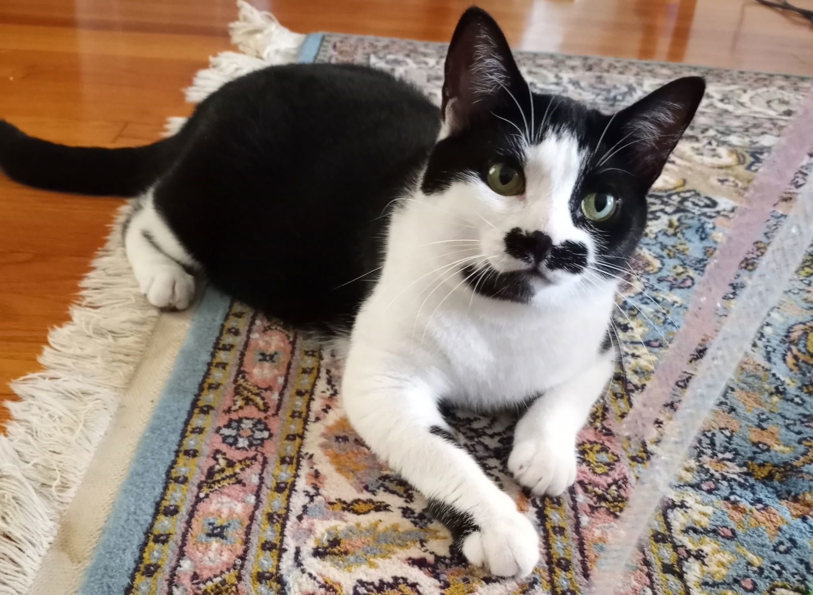 Beignet, an adoptable Domestic Short Hair in Traverse City, MI, 49686 | Photo Image 1