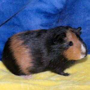 Im Loona a young American female guinea pig who was surrendered to a local shelter with my buddy 