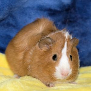 Im Sunny a young Abyssinian female guinea pig who was surrendered with my buddy Loona We are an 