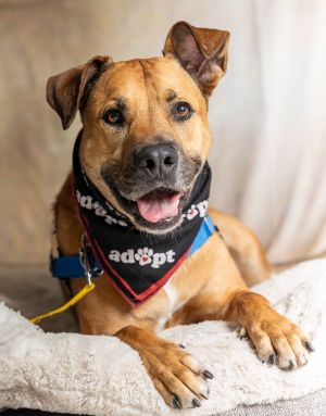 Angus, Senior Male unknown