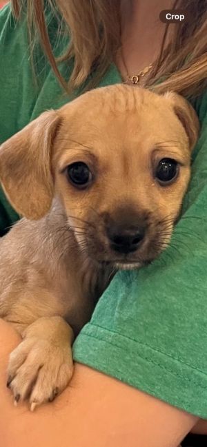 Martini is a 2 month old 6 pound female chihuahua mix from Tijuana Martini is a sweet and playful