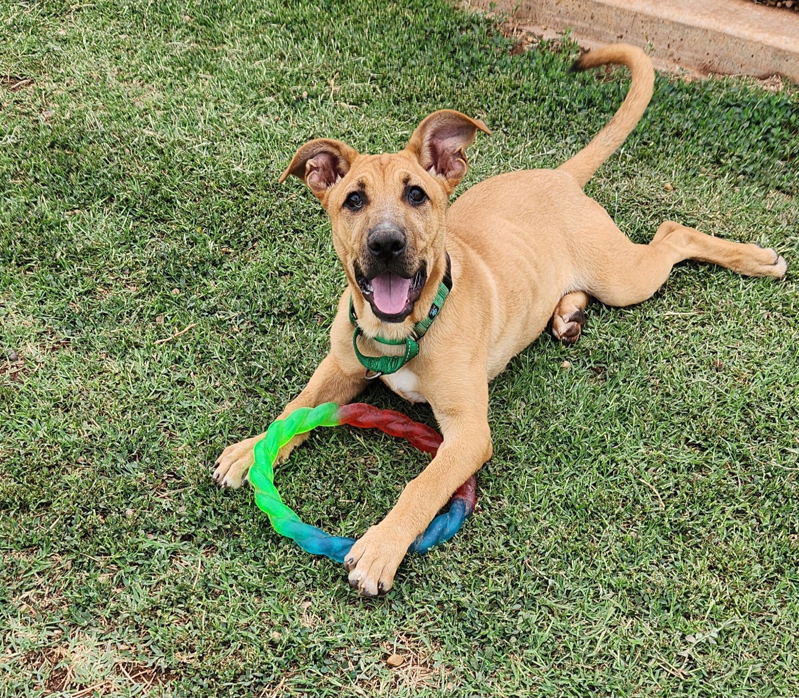 Leia, an adoptable German Shepherd Dog, Great Pyrenees in Clinton, OK, 73601 | Photo Image 1