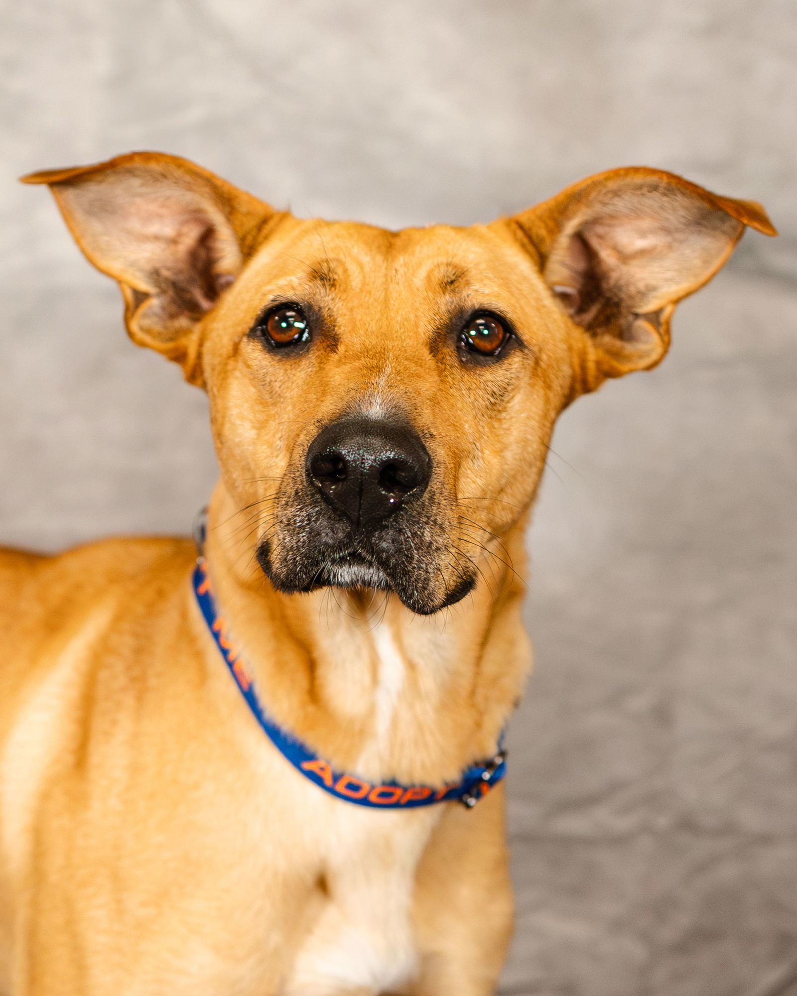 Leia, an adoptable German Shepherd Dog, Great Pyrenees in Clinton, OK, 73601 | Photo Image 1