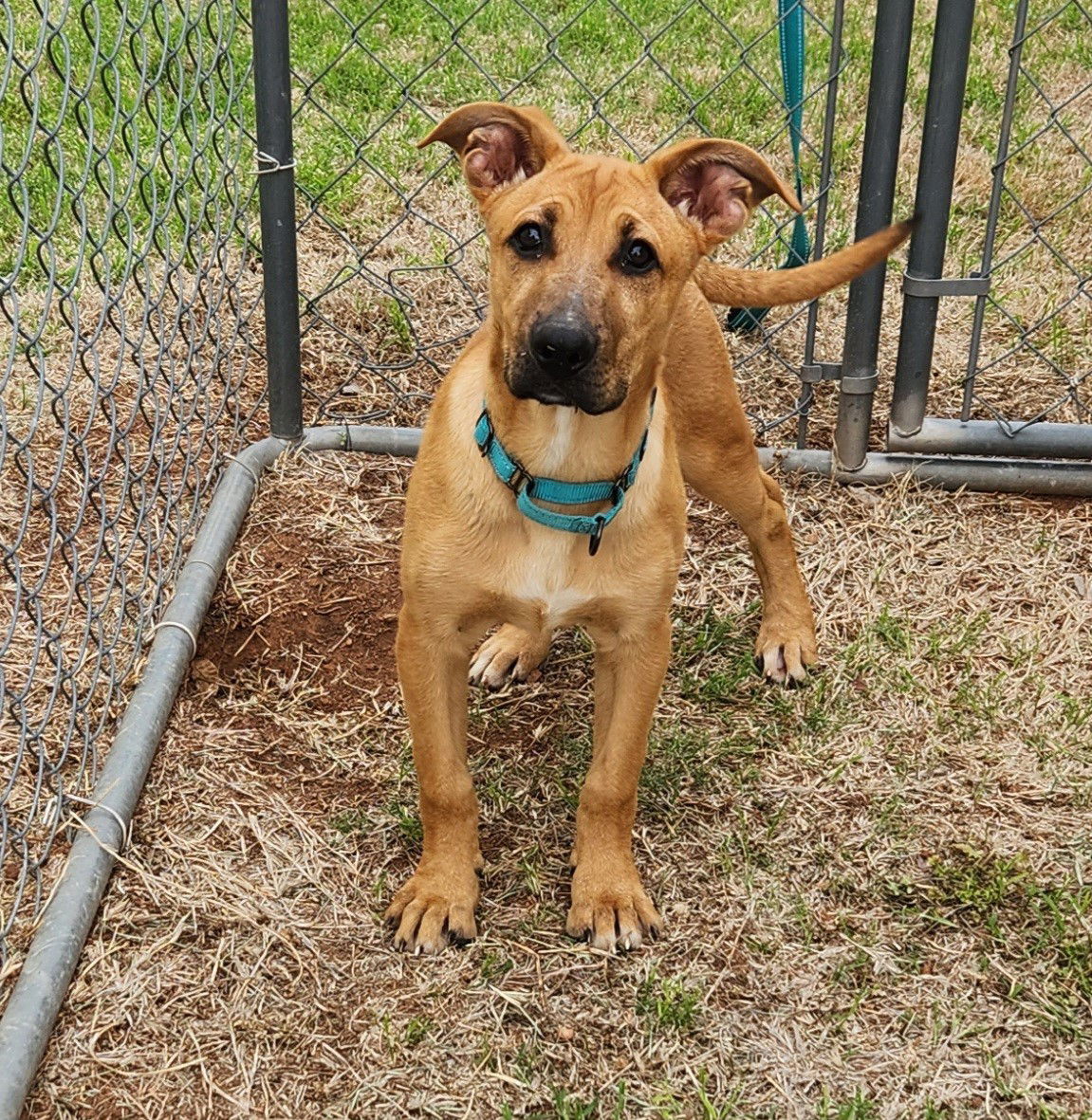 Leia, an adoptable German Shepherd Dog, Great Pyrenees in Clinton, OK, 73601 | Photo Image 2