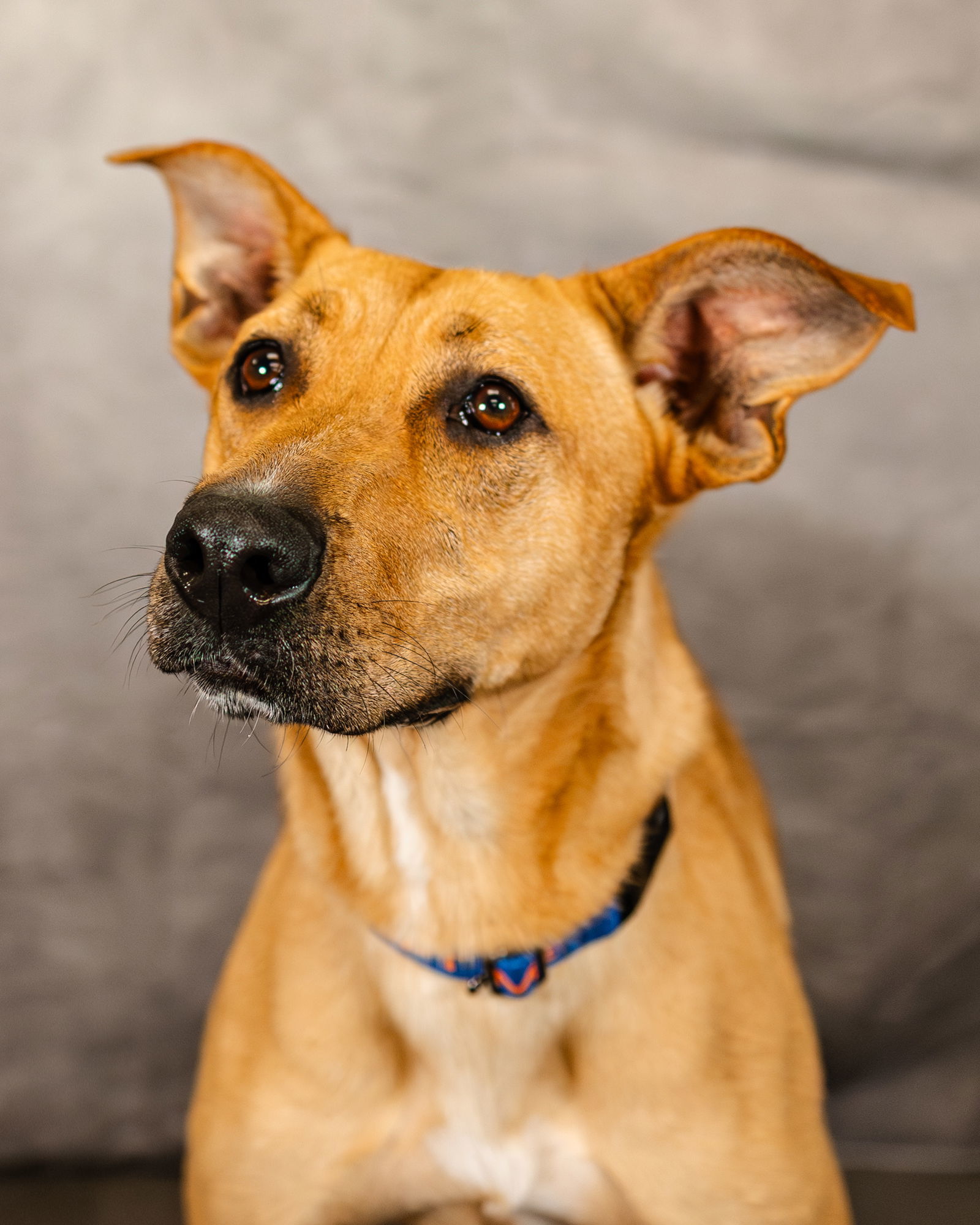 Leia, an adoptable German Shepherd Dog, Great Pyrenees in Clinton, OK, 73601 | Photo Image 2