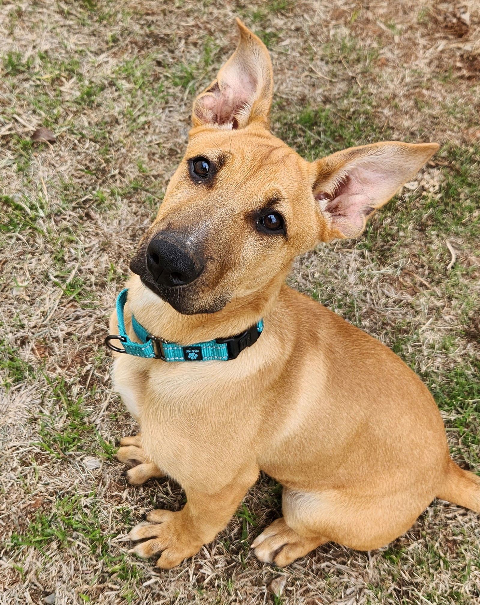 Leia, an adoptable German Shepherd Dog, Great Pyrenees in Clinton, OK, 73601 | Photo Image 3