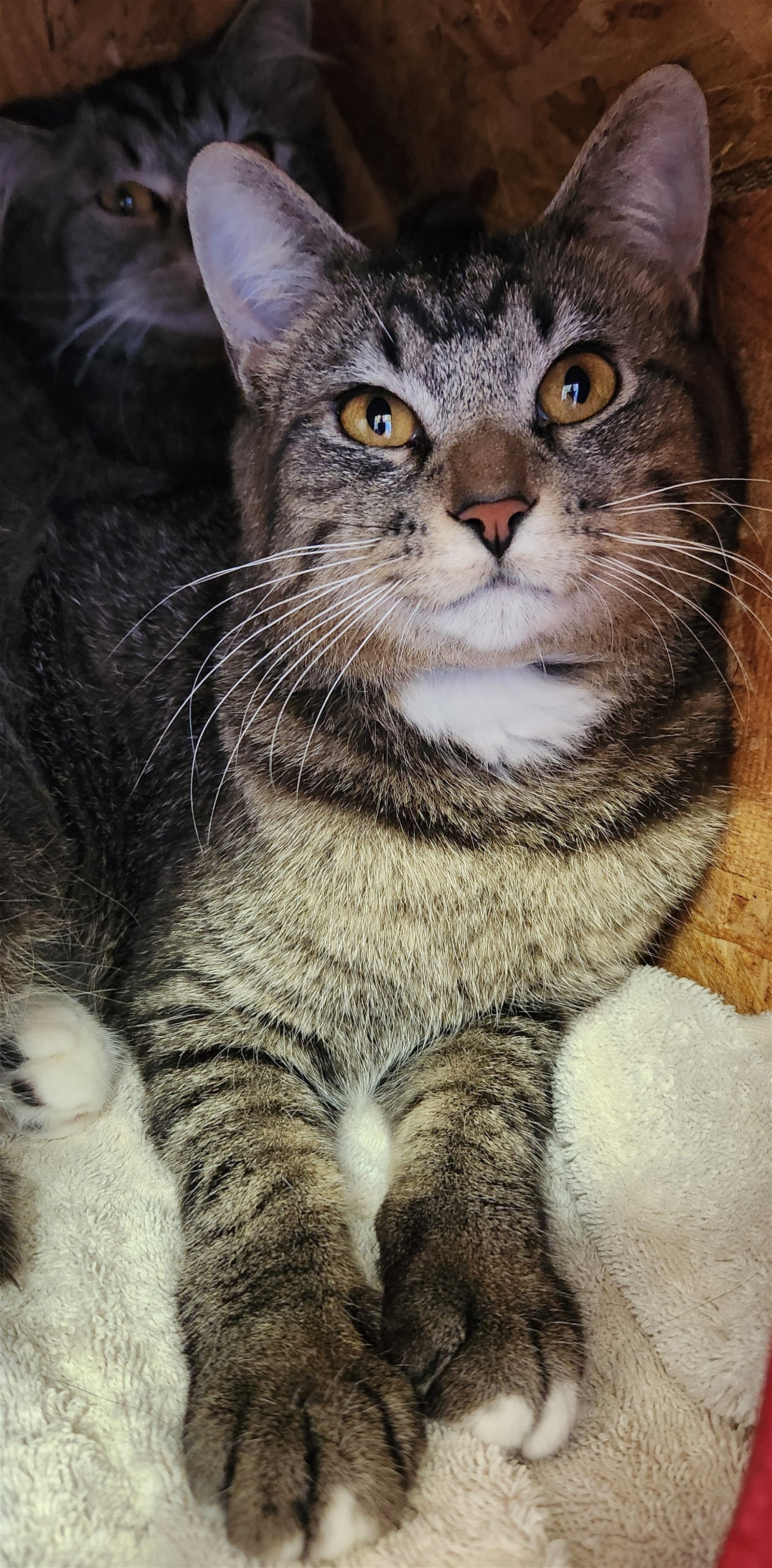 Felix, an adoptable Tabby, American Shorthair in Clinton, OK, 73601 | Photo Image 1