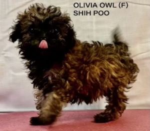 Olivia Owl Shih Tzu Dog