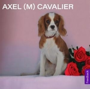 Axel Cavalier King Charles Spaniel Dog