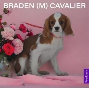Braden Cavalier King Charles Spaniel Dog