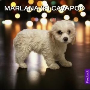 Marlana Cavalier King Charles Spaniel Dog