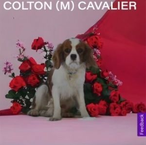 Colton Cavalier King Charles Spaniel Dog