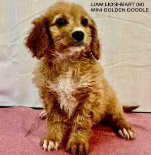 Liam Lionheart Goldendoodle Dog