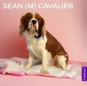 Sean Cavalier King Charles Spaniel Dog